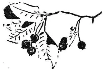 Gringo wandered on with nose alert passing countless odors of berries roots - фото 52