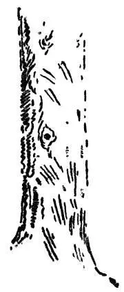 It was on examining one of the Bear trees one day that Kellyan discovered the - фото 54