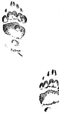 Its the same old Bar said Lan to his pard They failed to get sight of him - фото 55