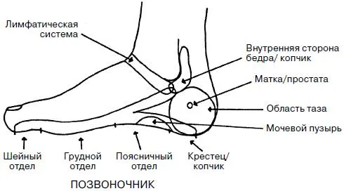Правая стопа сверху Правая стопа наружная сторона Левая стопа внутренняя - фото 14