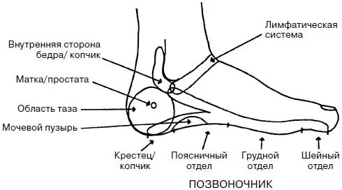 Левая стопа сверху Левая стопа наружная сторона Проекционные зоны органов - фото 17