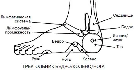 Проекционные зоны органов на ладонях Все стопные техники легко адаптируются к - фото 19