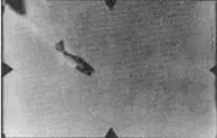 Четыре последовательных снимка сделанных фотопулеметом Р47 из 359й FG - фото 102