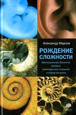 Александр Марков Рождение сложности. Эволюционная биология сегодня: неожиданные открытия и новые вопросы обложка книги