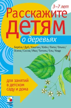 Лариса Бурмистрова Расскажите детям о деревьях обложка книги