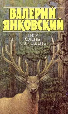 Валерий Янковский Тигр, олень, женьшень обложка книги