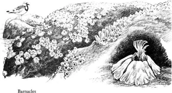 The creature inside each shell is something like a small pinkish shrimp that - фото 22