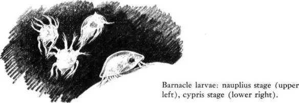 What are the conditions this infant creature requires Probably it finds rock - фото 23