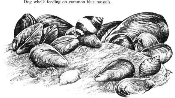 In the middle stretches of shore and even down toward the lowtide line the - фото 24
