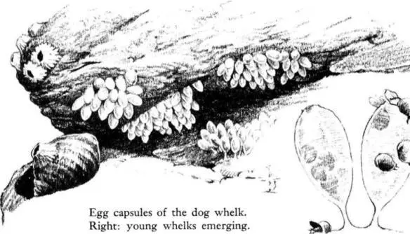 Down in the middle sections of the shore the limpets become abundant They - фото 25