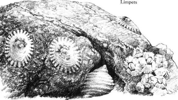 Many nineteenthcentury naturalists tried unsuccessfully to discover by - фото 26