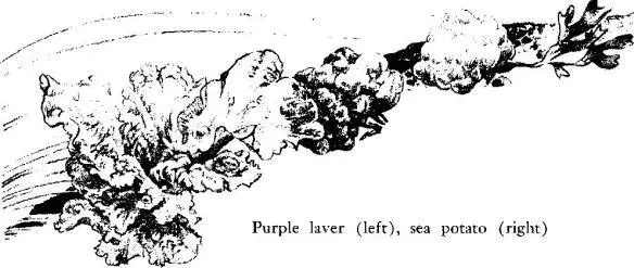 Down at the lower tidal levels is another curious weedLeathesia the sea - фото 27