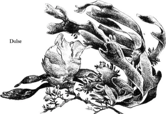 In the very lowest pools the Laminarias begin to appear called variously the - фото 28