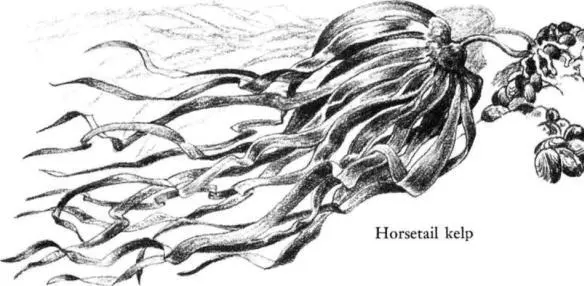 In the very lowest pools the Laminarias begin to appear called variously the - фото 29