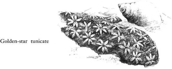 The smooth and slippery fronds of the kelps support other populations less - фото 32