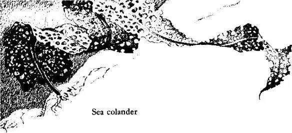 One of these entire colonies comprising perhaps hundreds of star clusters and - фото 33