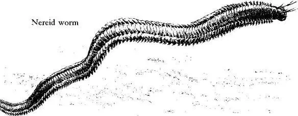 Shrimp flicker in and out through the open spaces of the forest they seek - фото 36