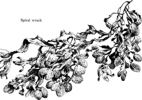 The sea wracks have no roots but instead grip the rocks by means of a - фото 37