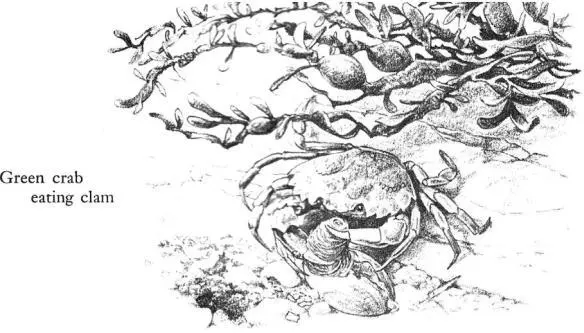 Crabs of thumbnail size live in the weed and come down to hunt in these areas - фото 39
