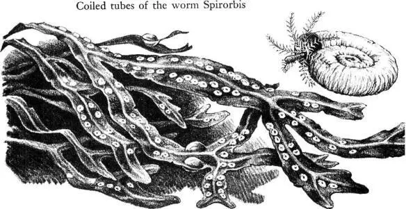In the laboratory under my microscope I have watched the larvae swimming - фото 40