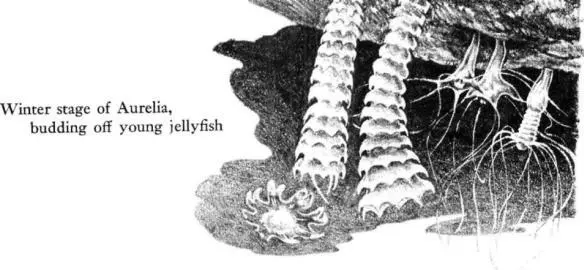 During much of the summer they have been drifting offshore white gleams in the - фото 42