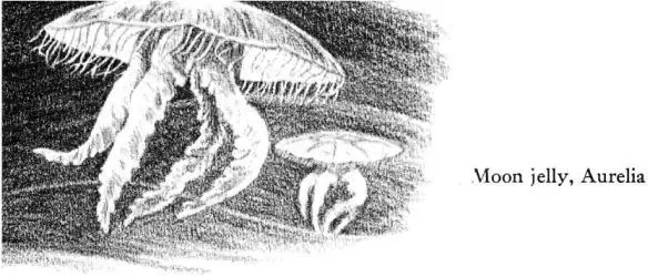 If the moon jellies are symbols of the coastal waters seldom straying more - фото 43