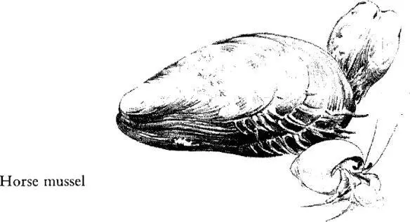 Over the years that the mussels have been growing here particles of muddy - фото 51