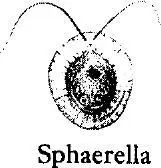 The Radiolaria are onecelled animals whose protoplasm is contained in - фото 155