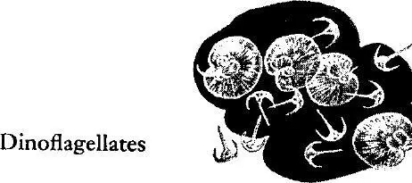 The Radiolaria are onecelled animals whose protoplasm is contained in - фото 156