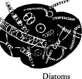 Diatoms Greek diatomos cut in two are minute plants usually classified - фото 157