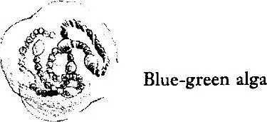 The bluegreen algae or Cyanophyceae are among the simplest and oldest forms - фото 158