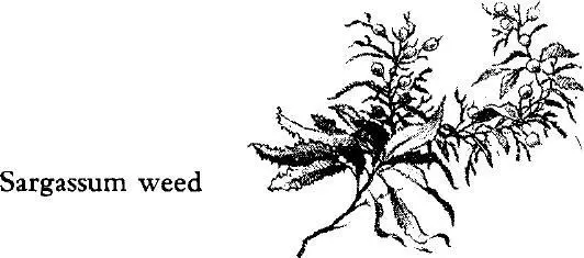The red algae or Rhodophyceae most sensitive light of all the seaweeds send - фото 160