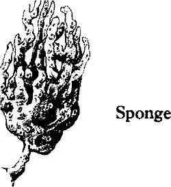 To a certain extent each of the smaller groups within the sponge phylum has a - фото 162