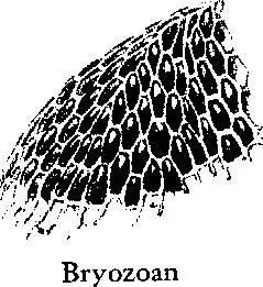 The Bryozoa are an ancient group dating from the Cambrian They were considered - фото 178