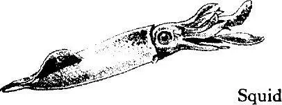 The squids are strong and agile over short distances they are probably the - фото 187