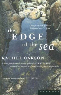 Rachel Carson The Edge of the Sea обложка книги