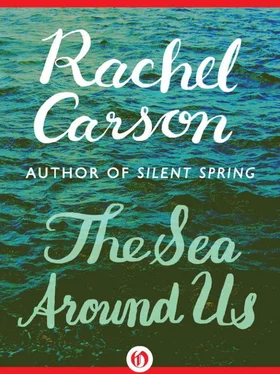 Rachel Carson The Sea Around Us обложка книги