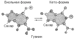Различные таутомерные формы гуанина и тимина которые могут входить в состав - фото 21