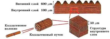 Строение чешуи арапаимы Кстати ПО ПРИМЕРУ СКОРПИОНА Покрытие броня - фото 16