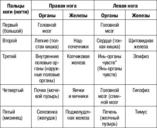 Иньорганы чувств обеспечивают вкусовую тактильную и сухожильномышечную - фото 3