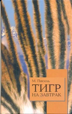 Мишель Пессель Тигр на завтрак обложка книги
