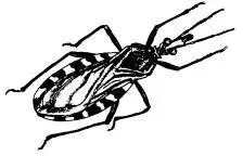 Figure 3 Triatoma infestans Barbeiros have six strong legs an inchlong - фото 3