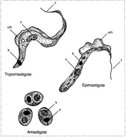 Figure 5 Forms of T cruzi n nucleus k kinetoplast um undulating - фото 5