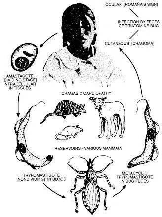 Figure 7 Parasitic cycle of T cruzi See Appendix 1 Carlos Chagas and - фото 7