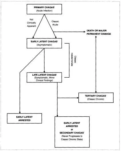 Figure 8 Progression of Chagas disease From Jared Goldstein Darwin - фото 8