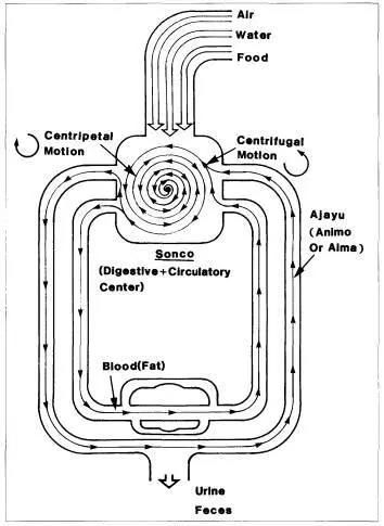 Figure 11 Kallawaya ethnophysiology According to their ethnophysiology - фото 11