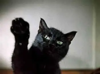 черный кот который машет нам лапой и звонко говорит человеческим - фото 688