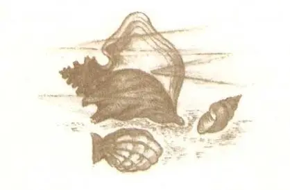 Аруп Кумар Датта Следопыты из Казиранги Браконьеры Тишина ночи была - фото 26