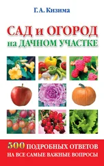 Галина Кизима - Сад и огород на дачном участке. 500 подробных ответов на все самые важные вопросы