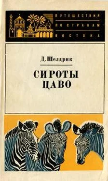 Дафни Шелдрик Сироты Цаво обложка книги